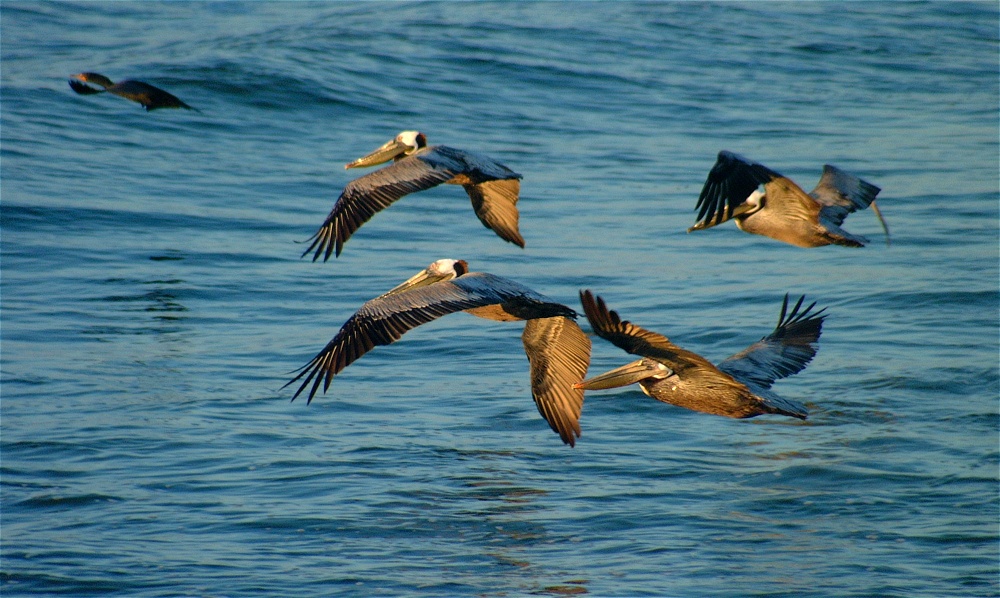 (28) Dscf0949 (pelicans).jpg   (1000x598)   263 Kb                                    Click to display next picture